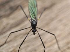 Gnophomyia tristissima