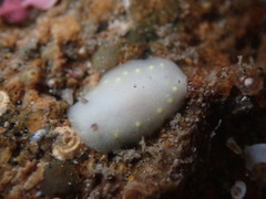 Cadlina flavomaculata