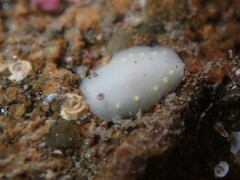 Cadlina flavomaculata