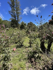 Cirsium subcoriaceum