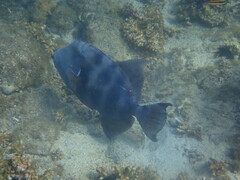 Pseudobalistes naufragium