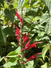 Salvia cinnabarina