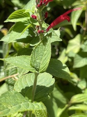 Salvia cinnabarina