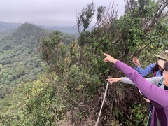 Vaccinium wrightii formosanum