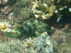 Epinephelus labriformis