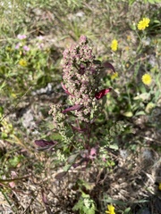 Chenopodium ficifolium