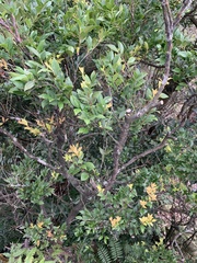 Vaccinium wrightii formosanum