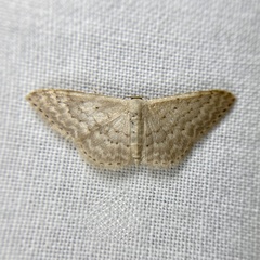 Idaea eretmopus
