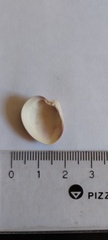 Eucallista purpurata