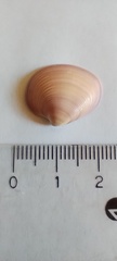 Eucallista purpurata
