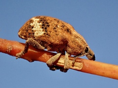 Oxyops fasciatus