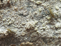 Entomobrya nivalis