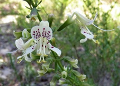Dicerandra christmanii