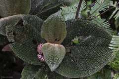 Miconia reflexa