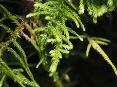 Claopodium crispifolium