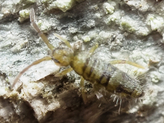 Entomobrya nivalis