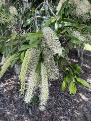 Buckinghamia celsissima