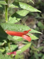 Lobelia laxiflora