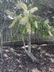 Buckinghamia celsissima