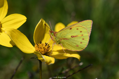 Colias dimera