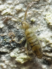 Entomobrya nivalis