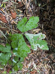 Phytomyza tiarellae