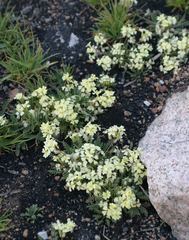 Chorispora macropoda