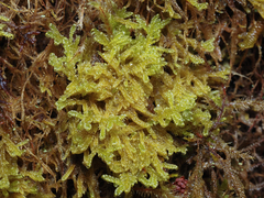 Stereodon subimponens