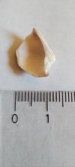 Eucallista purpurata