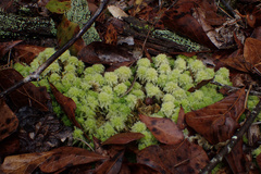 Sphagnum strictum