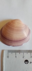 Eucallista purpurata
