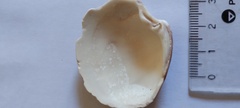 Eucallista purpurata