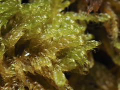 Stereodon subimponens