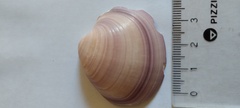 Eucallista purpurata