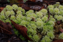 Sphagnum strictum