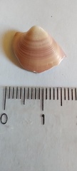 Eucallista purpurata