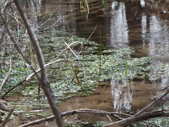 Nasturtium officinale