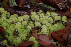 Sphagnum strictum