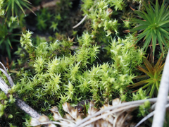 Racomitrium elongatum