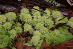 Sphagnum strictum