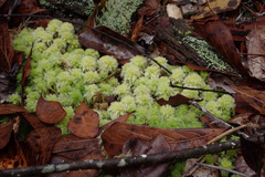 Sphagnum strictum