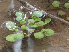 Nasturtium officinale