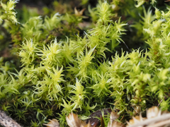 Racomitrium elongatum