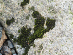 Racomitrium aciculare