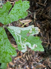 Phytomyza tiarellae
