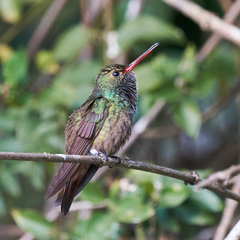 Amazilia tzacatl