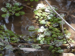 Nasturtium officinale