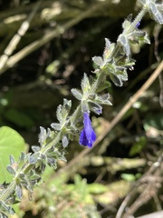 Salvia misella