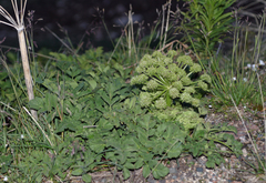 Archangelica brevicaulis