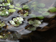 Nasturtium officinale